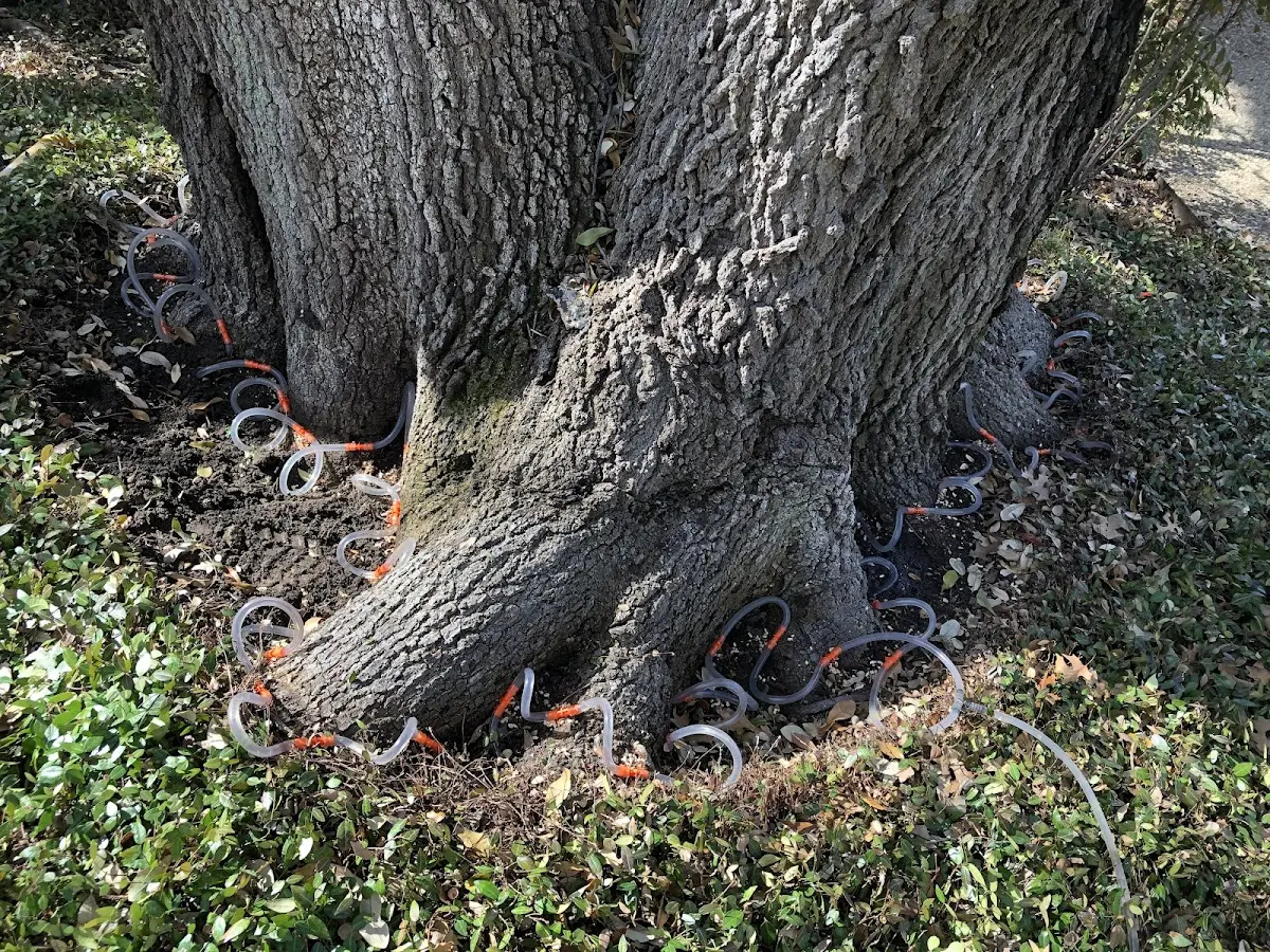 Detailed Tree Cabling and Bracing job site in San Juan Bautista