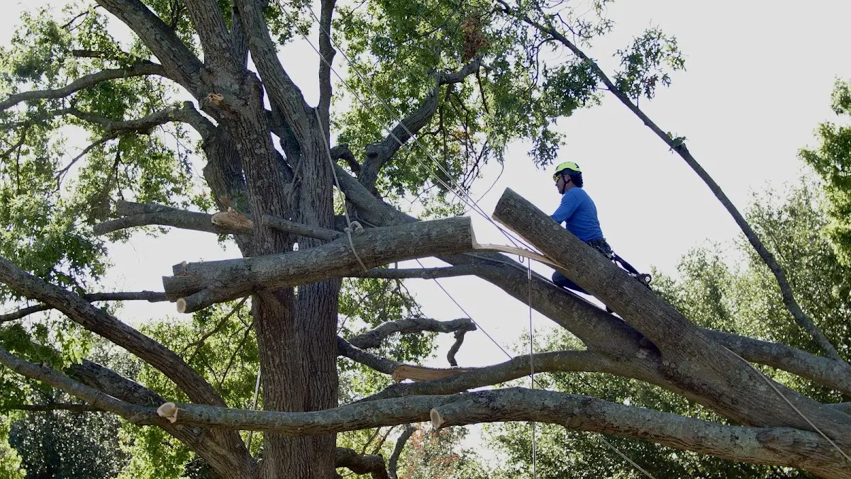 Professional Crown Thinning performed by certified arborists in San Juan Bautista