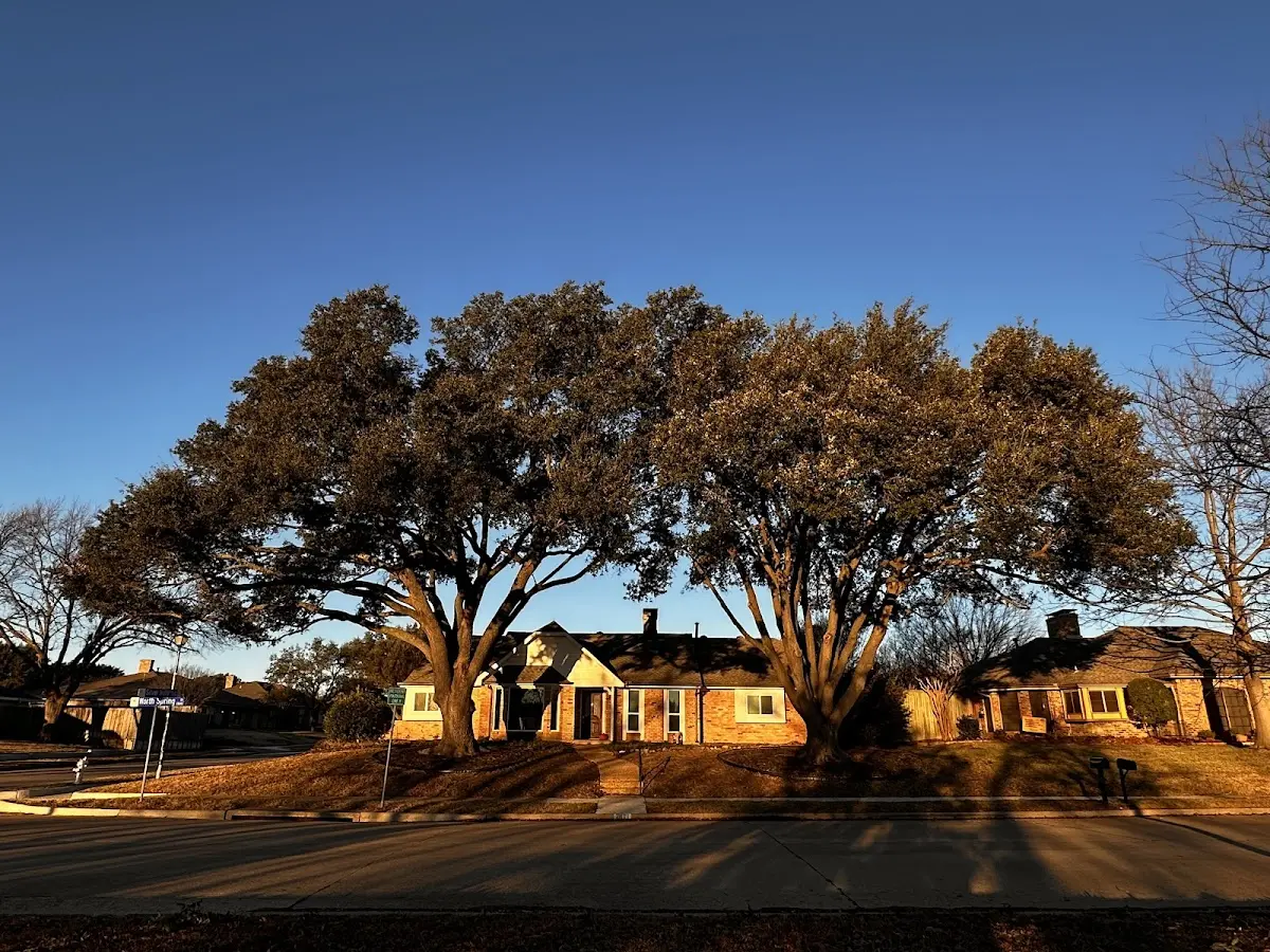 Established residential canopy tree shading a home in San Juan Bautista